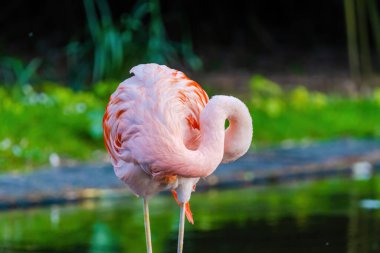 Suda yürüyen Afrika flamingosunun yakın plan portresi.