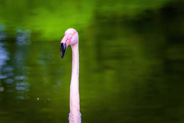 Close Portrait African Flamingo Walking Water — Stock Photo, Image