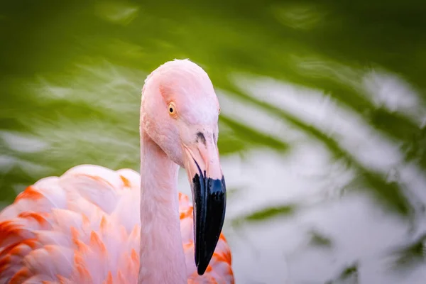 Retrato Close Flamingo Africano Andando Água — Fotografia de Stock