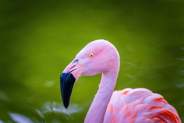 Közeli Kép Afrikai Flamingó Séta Vízben — Stock Fotó