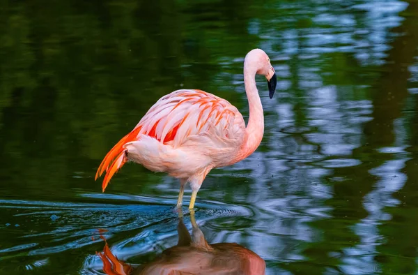 Close Portret Van Afrikaanse Flamingo Wandelen Water — Stockfoto