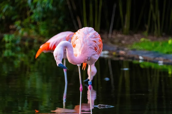 Close Portrait African Flamingo Walking Water — Stock Photo, Image