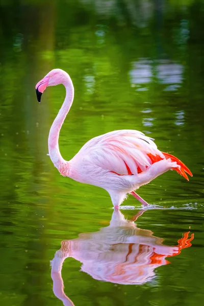 Suda Yürüyen Afrika Flamingosunun Yakın Plan Portresi — Stok fotoğraf