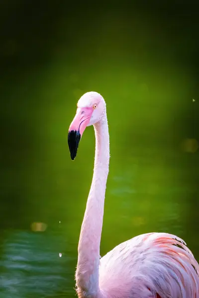 Close Portrait African Flamingo Walking Water Stock Picture