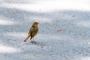 Robin Bird 'ün parka tünediği yakın plan.