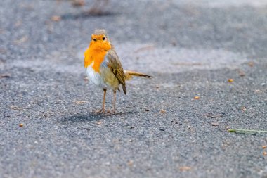 Robin Bird 'ün parka tünediği yakın plan.