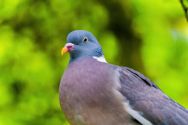 Taube Hockt Auf Ast Eines Baumes Park Nahaufnahme Porträt Vögel — Stockfoto