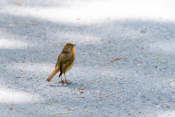 Κοντινό Πλάνο Του Robin Πουλί Σκαρφαλώνει Στο Έδαφος Στο Πάρκο — Φωτογραφία Αρχείου