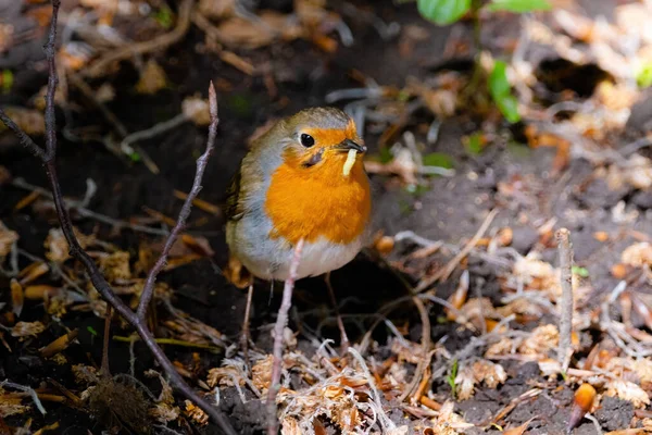 Detailní Záběr Ptáka Červeného Sedícího Zemi Parku — Stock fotografie