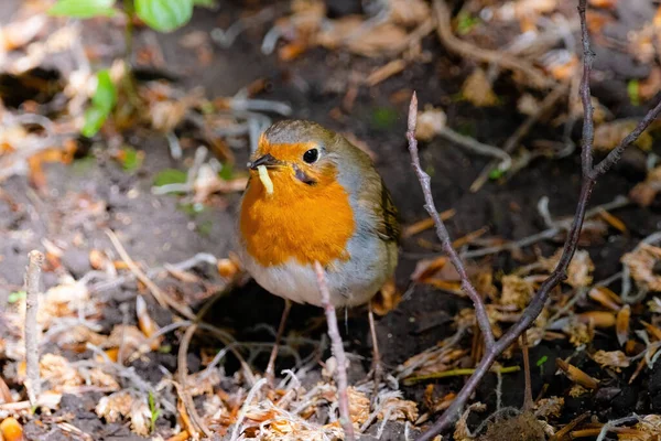 Detailní Záběr Ptáka Červeného Sedícího Zemi Parku — Stock fotografie