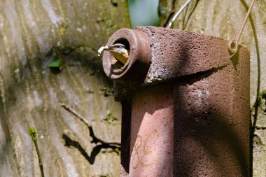 Nuthatch (Sitta europaea) Avrasya tımarhanesi kuş tünemesi, bulanık arka planlı kuş resmi, yaygın ahşap ve bahçe kuşu