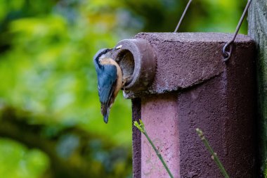 Nuthatch (Sitta europaea) Avrasya tımarhanesi kuş tünemesi, bulanık arka planlı kuş resmi, yaygın ahşap ve bahçe kuşu