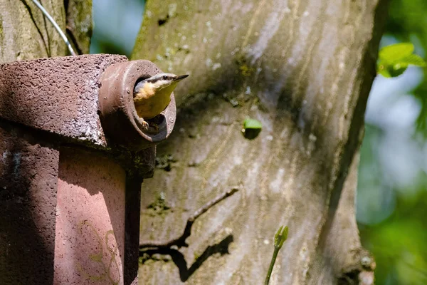 Nuthatch (Sitta europaea) Avrasya tımarhanesi kuş tünemesi, bulanık arka planlı kuş resmi, yaygın ahşap ve bahçe kuşu