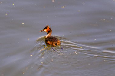 Great crested grebe in its natural habitat swimming in lake. water birds.