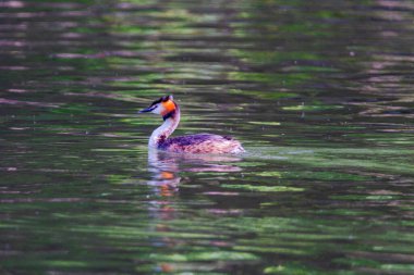 Great crested grebe in its natural habitat swimming in lake. water birds.