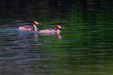 Great crested grebe in its natural habitat swimming in lake. water birds.