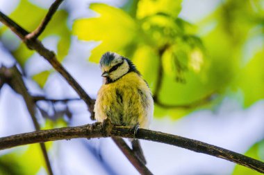 Titmouse bird, small wildlife birds, at public park on branch