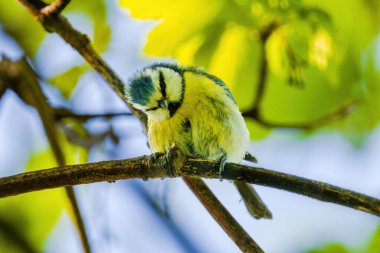 Titmouse kuşu, küçük vahşi yaşam kuşları, daldaki halk parkında.