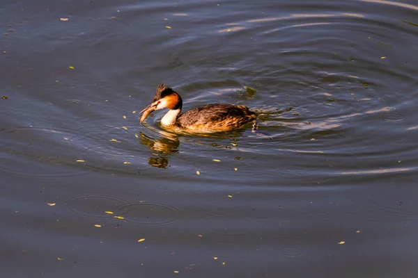 Grande Grebe Crista Seu Habitat Natural Nadando Lago Aves Aquáticas — Fotografia de Stock