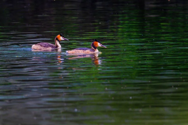 Haubentaucher Schwimmen Ihrem Natürlichen Lebensraum See Wasservögel — Stockfoto