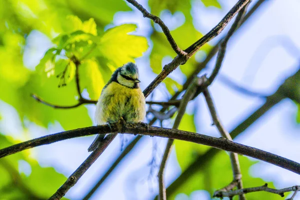 Titmouse Bird Małe Dzikie Ptactwo Parku Publicznym Gałęzi — Zdjęcie stockowe