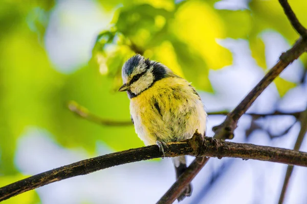 Titmouse Bird Small Wildlife Birds Public Park Branch — Zdjęcie stockowe