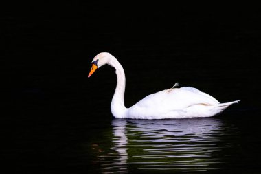 beautiful white swan floating on calm water lake