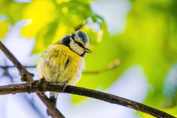 Titmouse Bird Small Wildlife Birds Public Park Branch — Zdjęcie stockowe