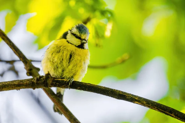 Titmouse Bird Small Wildlife Birds Public Park Branch — Stockfoto