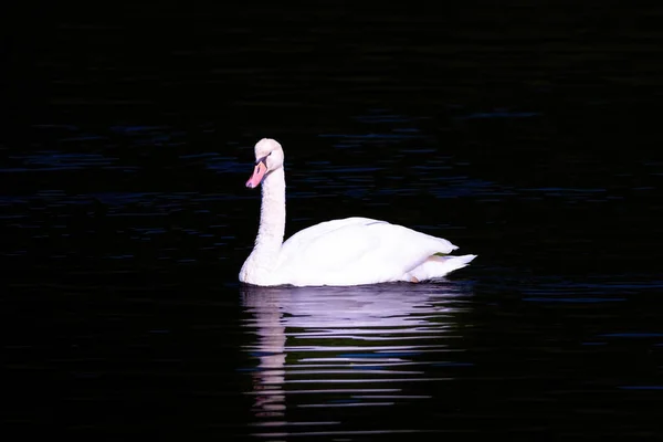 美丽的白天鹅漂浮在平静的湖上 — 图库照片