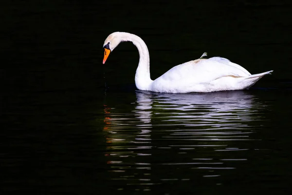 Красивый Белый Лебедь Плавающий Спокойном Озере — стоковое фото