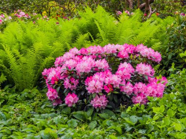 Blossoming Tree in Spring. Spring time in nature with blooming tree