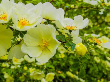 Blossoming Tree in Spring. Spring time in nature with blooming tree