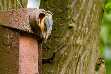 Nuthatch (Sitta europaea) Avrasya tımarhanesi kuş tünemesi, bulanık arka planlı kuş resmi, yaygın ahşap ve bahçe kuşu