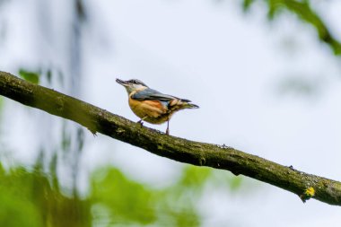 Nuthatch (Sitta europaea) Avrasya tımarhanesi kuş tünemesi, bulanık arka planlı kuş resmi, yaygın ahşap ve bahçe kuşu