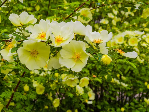 꽃피는 꽃피는 나무가 — 스톡 사진