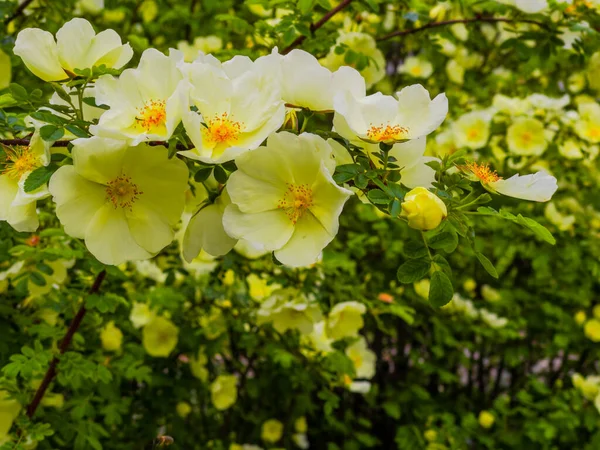 Baharda Çiçek Açan Ağaç Çiçek Açan Ağaçla Lkbahar Zamanı — Stok fotoğraf