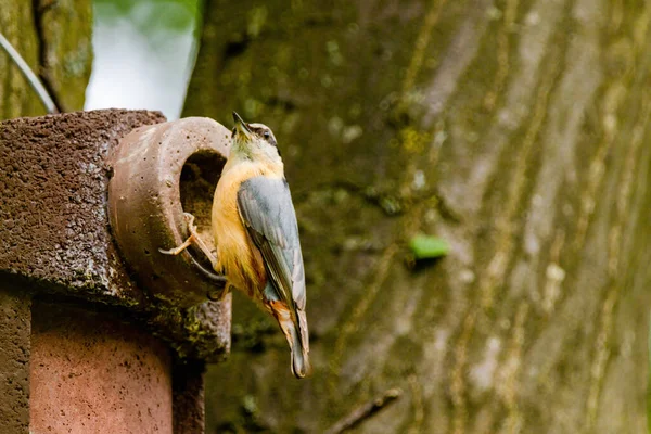 欧亚大陆野鸭鸟栖息 近景鸟照 背景模糊 常见木材及园林鸟 — 图库照片