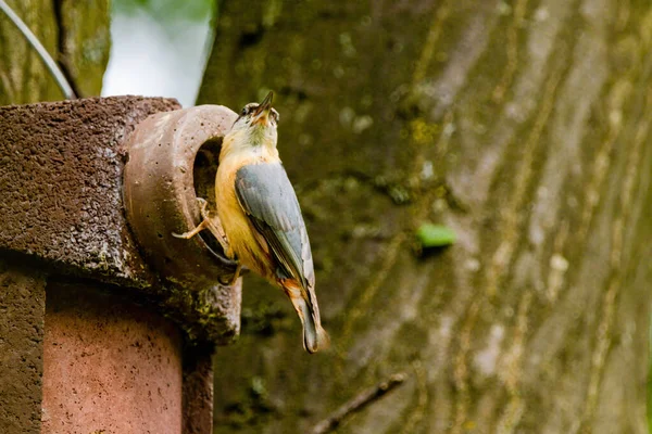 ヌサッチ シッタ エウロパ ユーラシア ヌサッチの鳥が羽を伸ばし鳥の写真を閉じ 背景がぼやけ 木や庭の鳥がよく見られます — ストック写真
