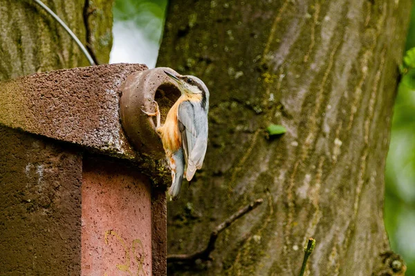 欧亚大陆野鸭鸟栖息 近景鸟照 背景模糊 常见木材及园林鸟 — 图库照片