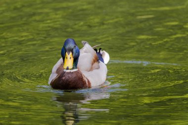 Vahşi ördek gölde yüzüyor. su kuşları