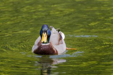 Vahşi ördek gölde yüzüyor. su kuşları