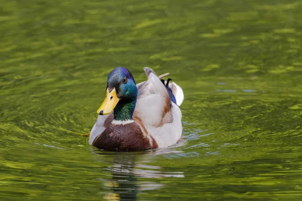 Canard Sauvage Nageant Dans Lac Oiseaux Eau — Photo