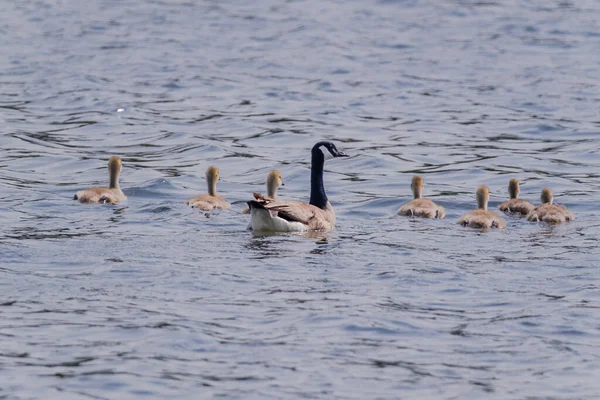 湖中的灰野鹅 可爱的水鸟 鹅和小鸡 — 图库照片