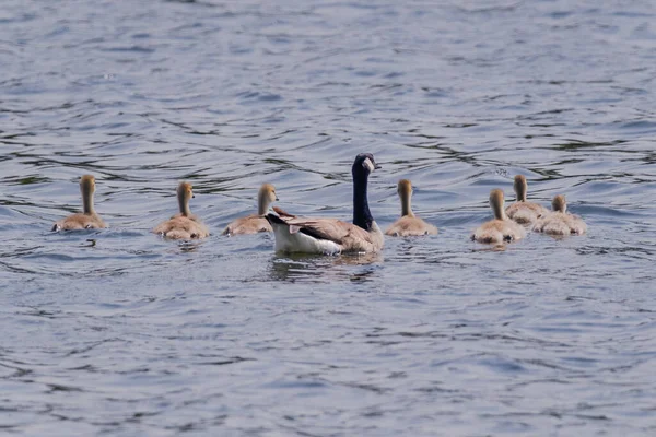 Gri Yaban Kazı Tatlı Kuşları Göl Kaz Civcivler — Stok fotoğraf