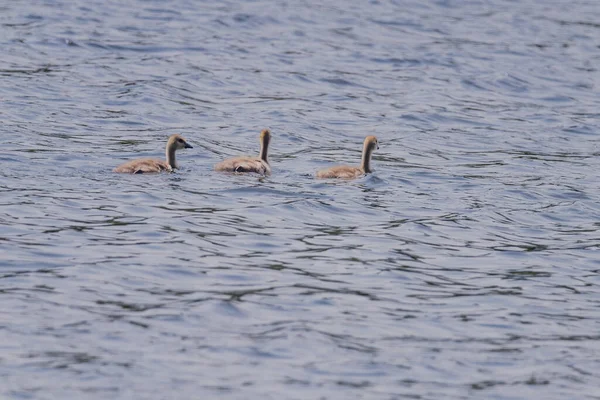 Graue Wildgans Niedliche Wasservögel Gänse Und Küken See — Stockfoto