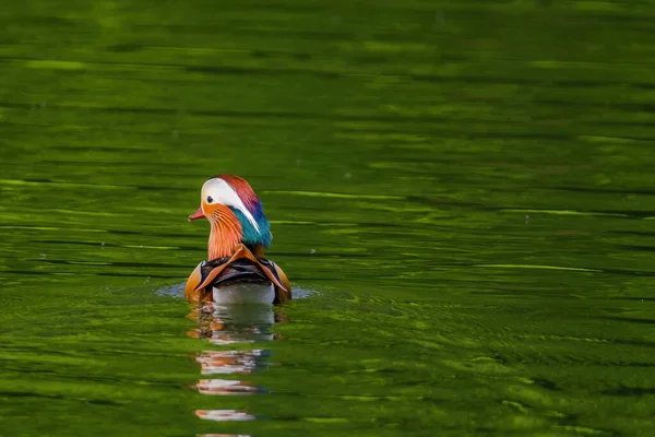 Mandarynka Pływająca Stawie Ptaki Dzika Przyroda — Zdjęcie stockowe