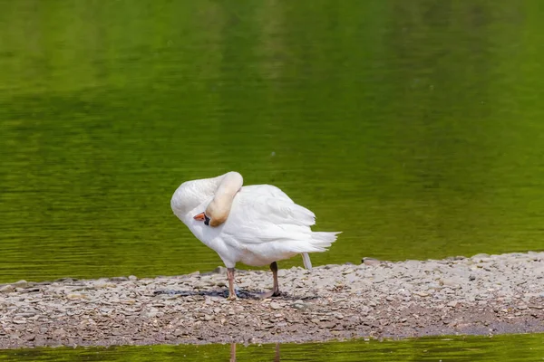 穏やかな水で川沿いの美しい白い白鳥 — ストック写真