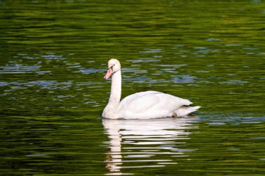 beautiful white swan floating on calm water lake