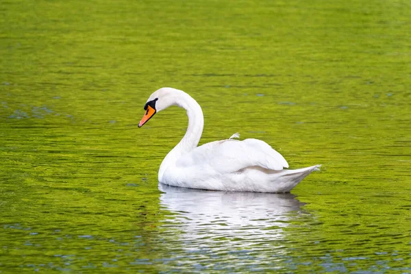 Красивий Білий Лебідь Плаває Спокійному Водному Озері — стокове фото